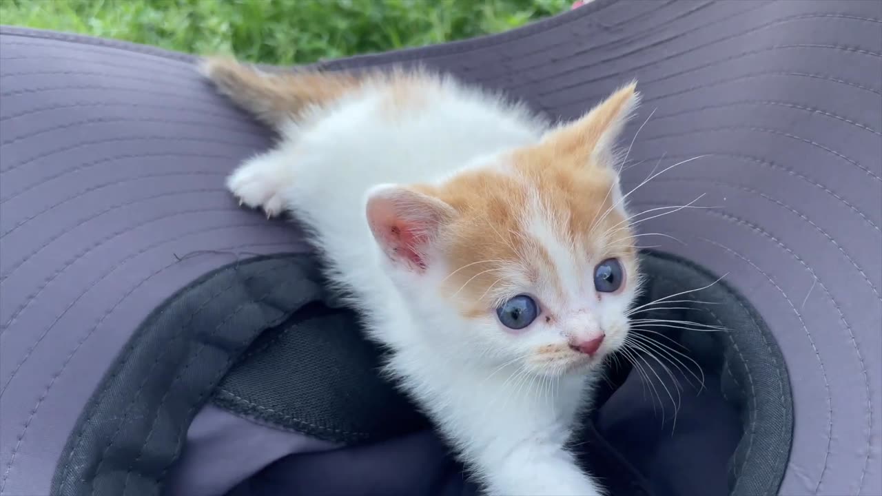 Little White Kitten Jumped Off Grandma's head And Starting Chasing me.Am I It's Father....!!!!!!