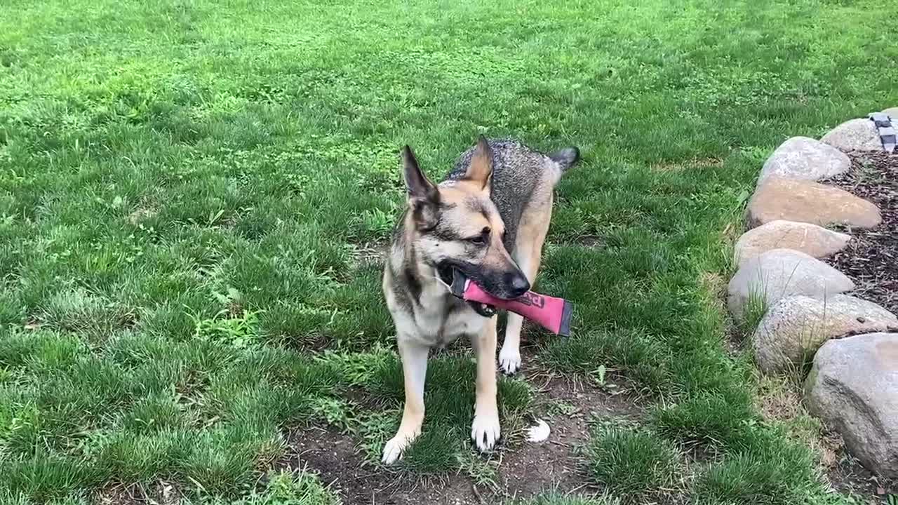 German Shepherd playing fetch