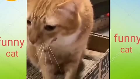 Funny animal videos