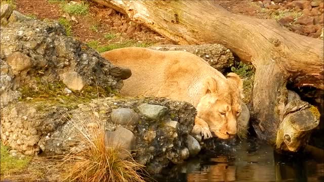 Lion drinking