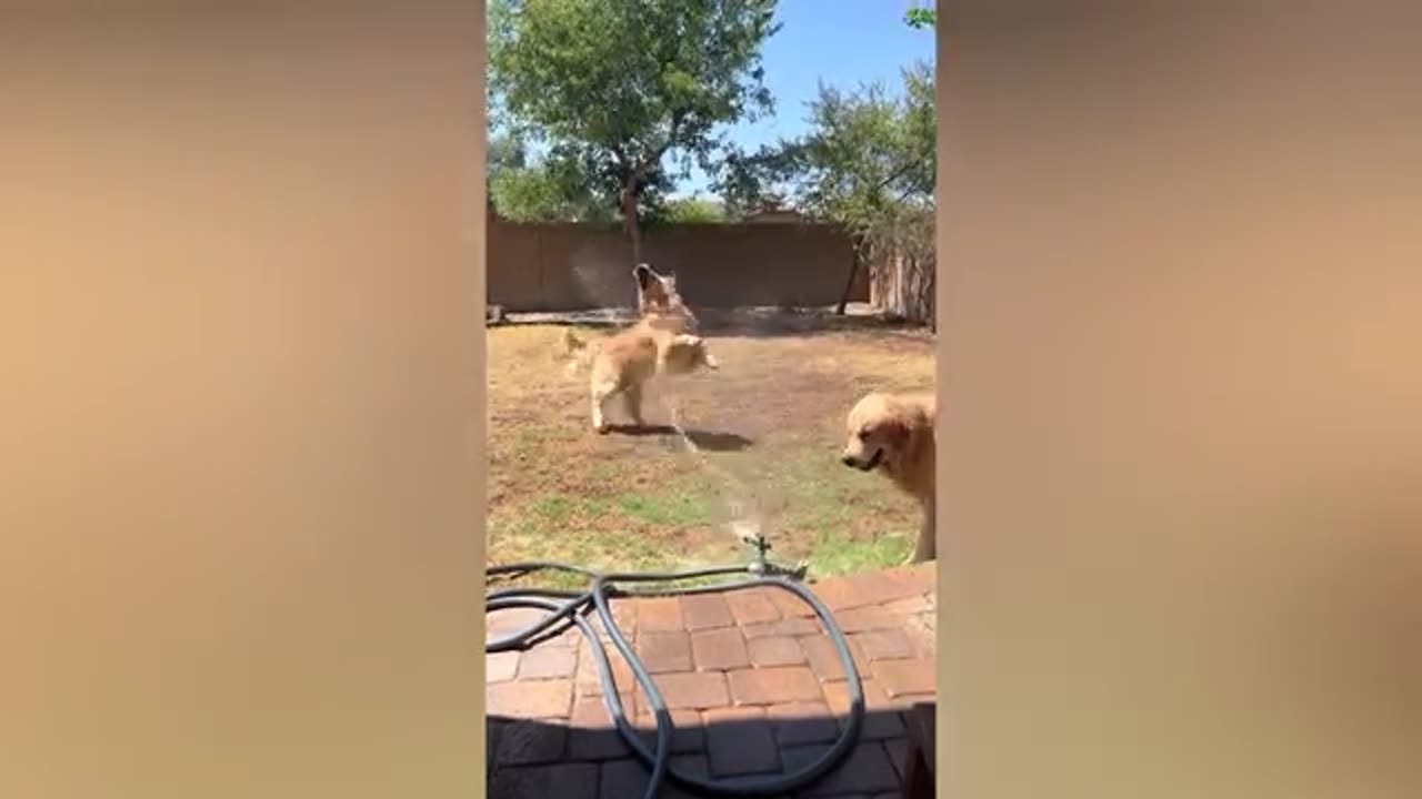 Cat Vs dogs