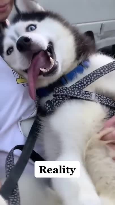 Huskies: Expectation vs Reality