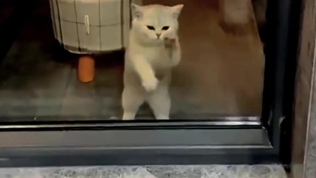 CATS FUNNY MOMENTS