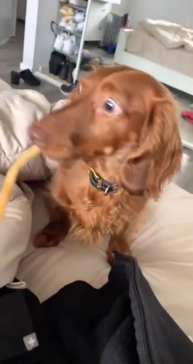 #animals #funnydogs #funnyanimalvideos #Pets #huskey