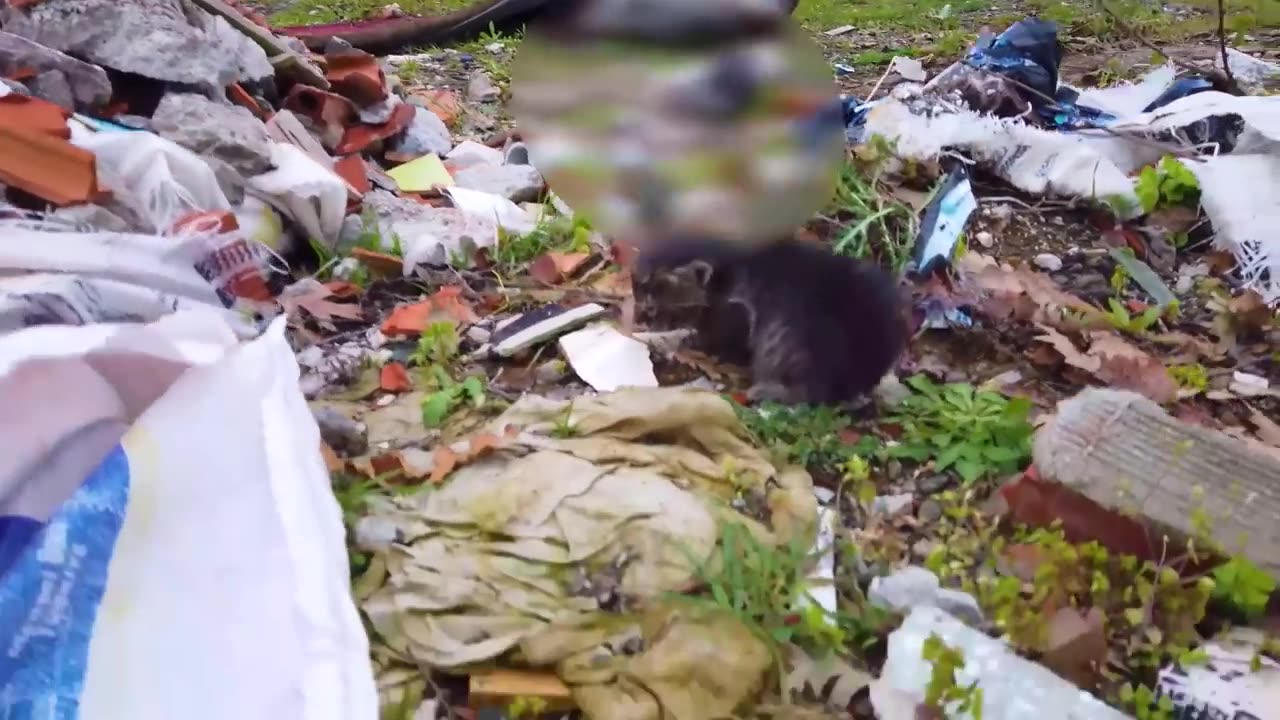 Sauvez un chaton d'une attaque de chien au dernier moment