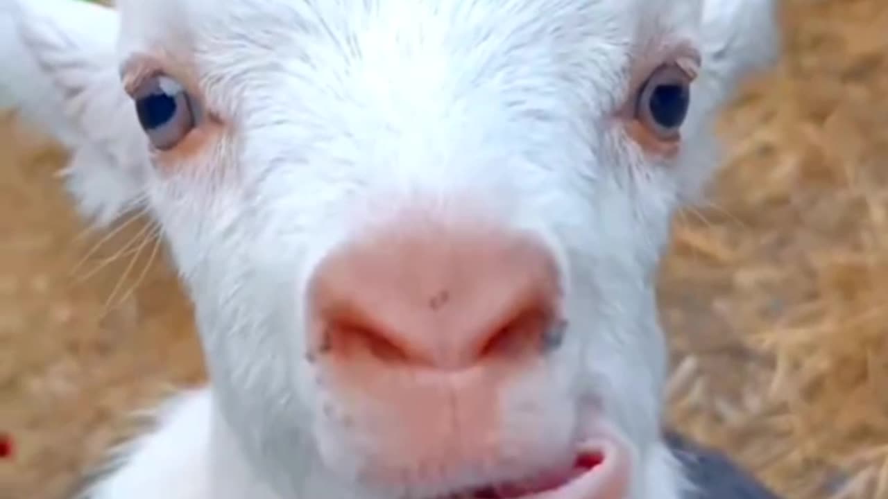 Funny dog, funny baby dog πΆπ