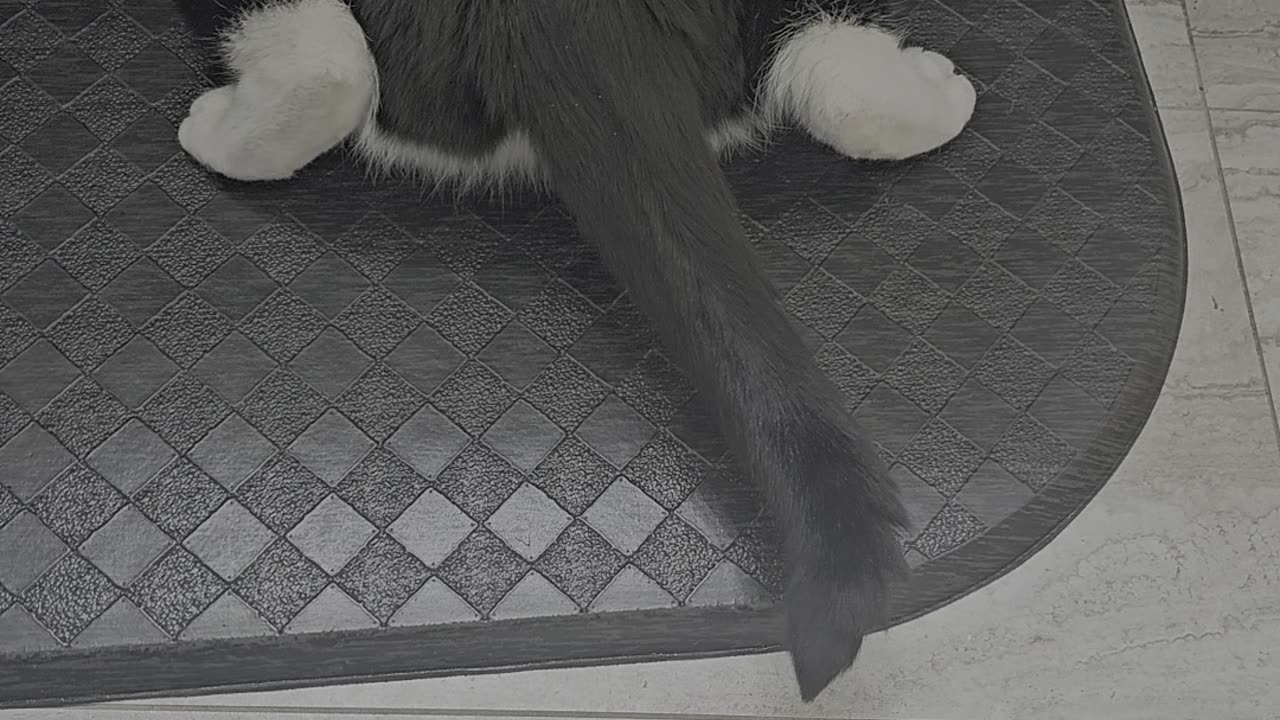 Love my cat.