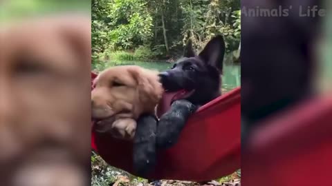 🤣 Funniest 🐶 Dogs and 😻 Cats - Awesome Funny Pet Animals Videos 😇