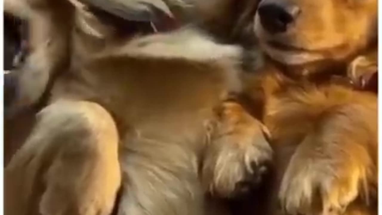 Top_Funny_Cute_Dog_Videos