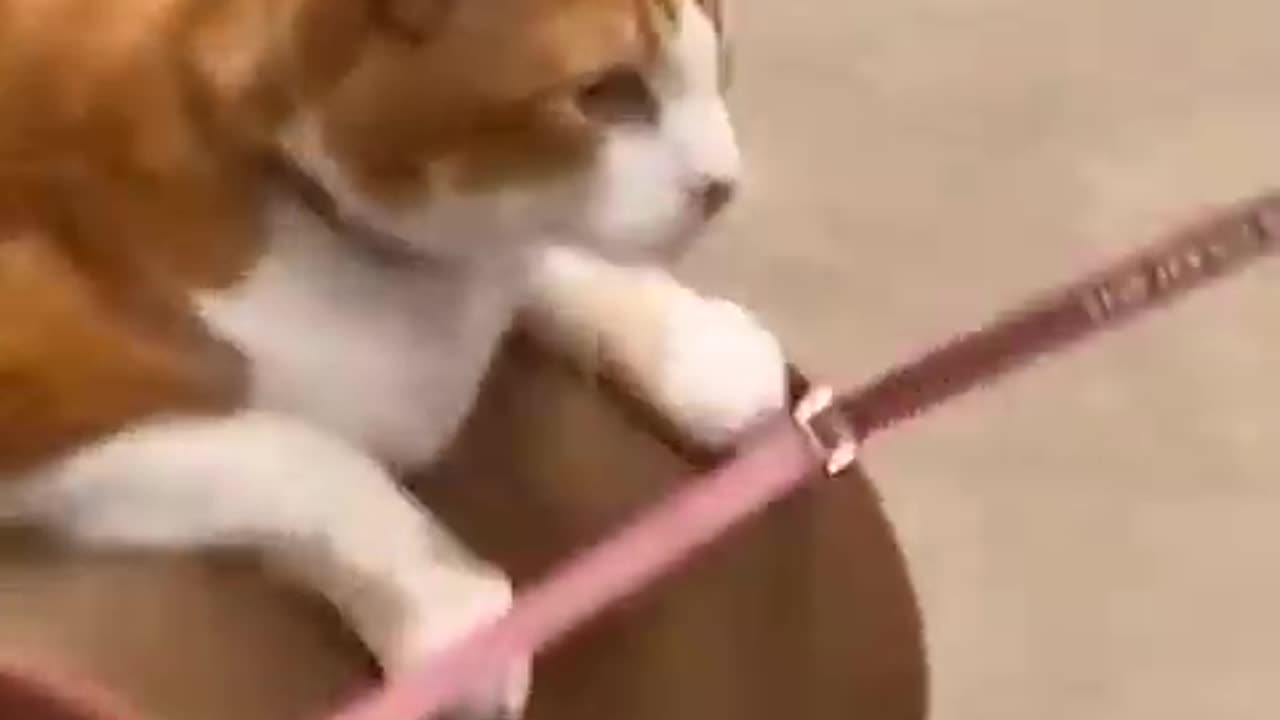 This baby is very very angry the very lovely video