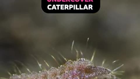 Undercover Caterpillar