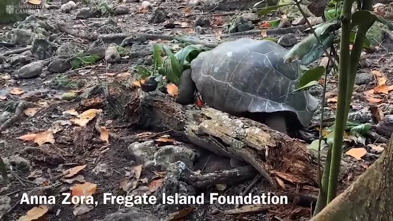 ‘Vegetarian’ giant tortoise filmed attacking and eating seabird