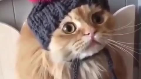 Funny cat