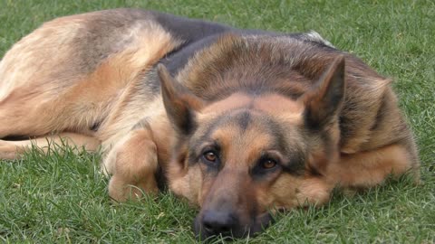 Cute dog video to make you happy,#cute dog video