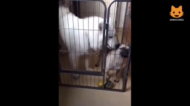 a very very funny dog