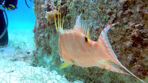 Grande hogfish em Belize 'hogs' o centro das atenções durante sessão de fotos de mergulhador