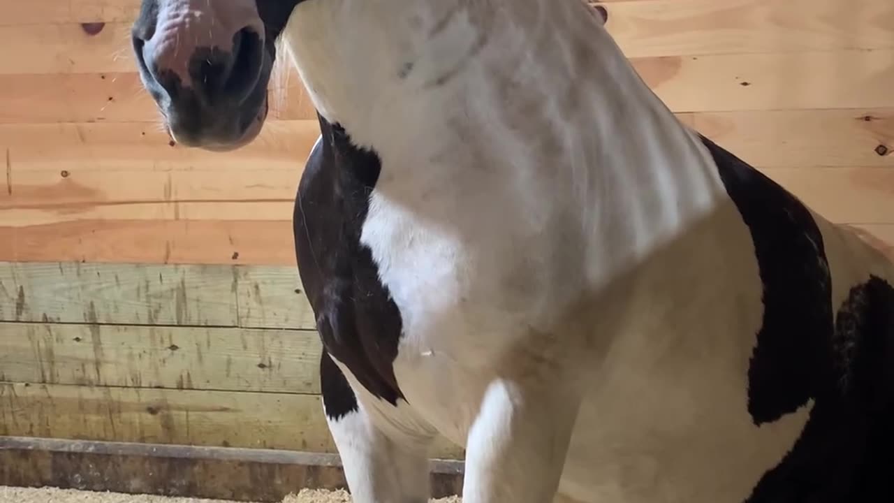 Horse Hangs Out On Bean Bag Chair