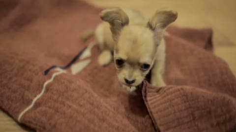 Little chihuahua puppy playing