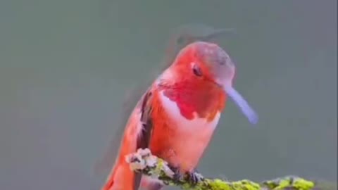 A hummingbird