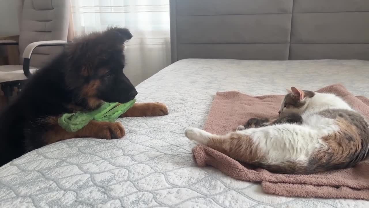 German Shepherd Puppy Meets Mom Cat with Newborn Kittens for the First Time