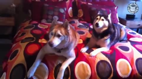 Funniest Husky Video you will ever see in your live