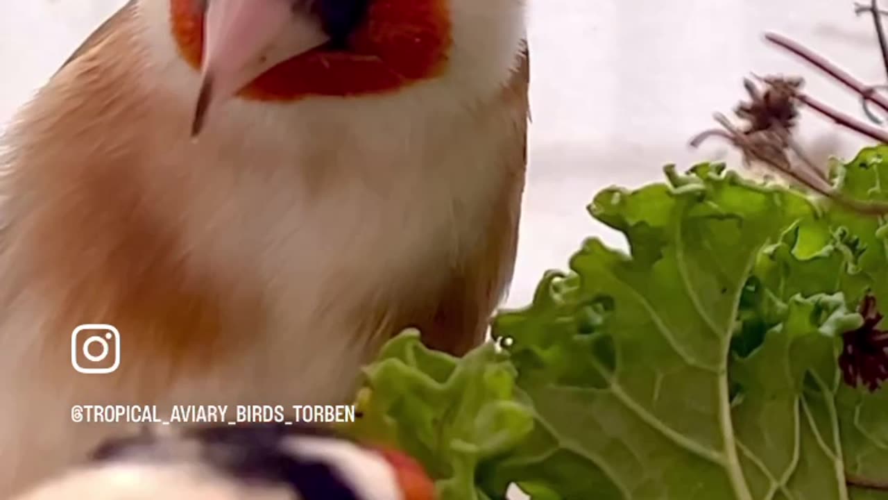 Major Goldfinch - mix of different carduelis birds