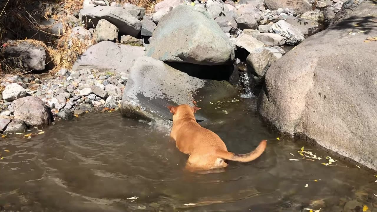 Found a puddle in a mountain stream.