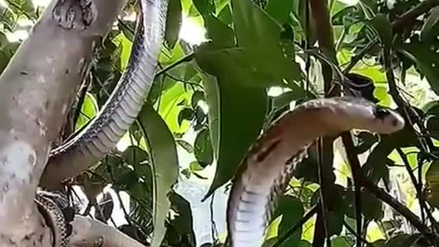 Snake on a branch #shorts