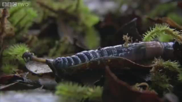 Monster leech swallows giant worm Episode 4 - BBC Two_Cut