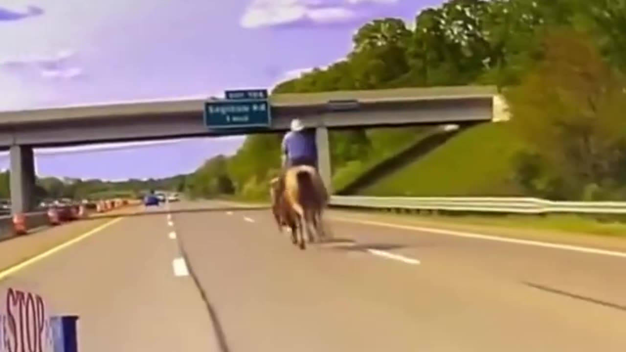 COWBOYS WRANGLE A LOOSE STEER ON 1-75 NEAR Detroit