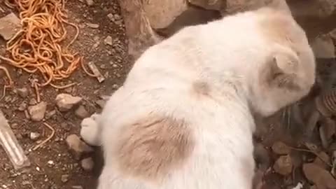 Paws & Plates: A Feline Feast of Cuteness.