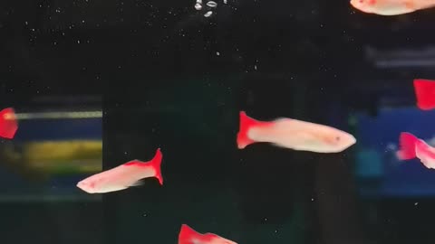 What kind of fish is this