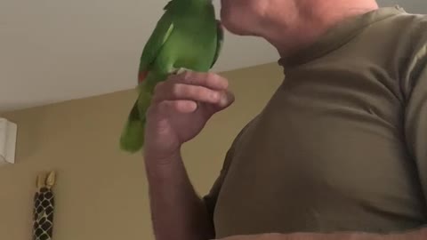 Parrot love