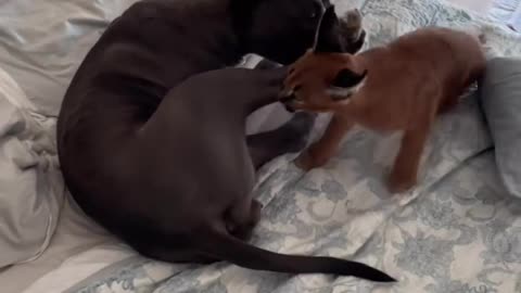 Terrible lynx attack on a pit bull