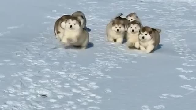 A group of lovely little dogs🐶😍