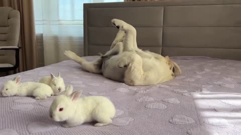 Golden Retriever Puppy Meets Tiny Bunnies for the First Time