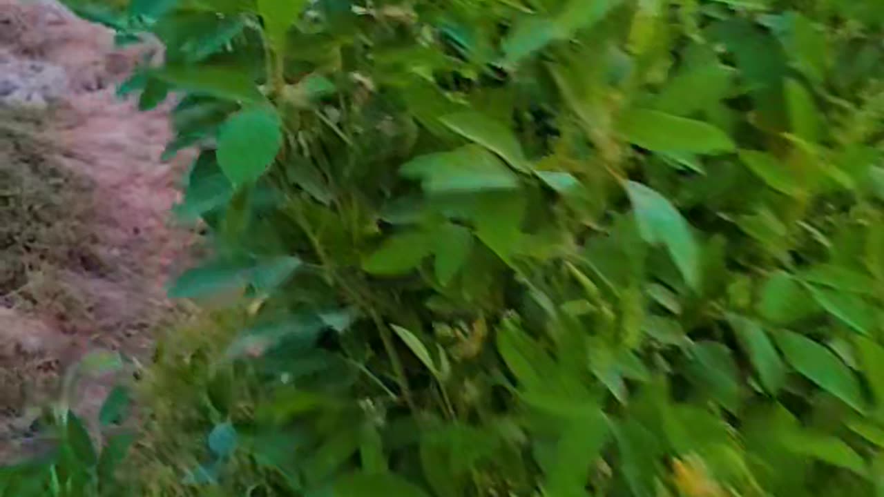 Nature ASMR
