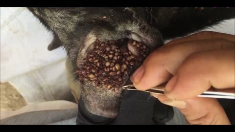 How to Remove Ticks from Dogs