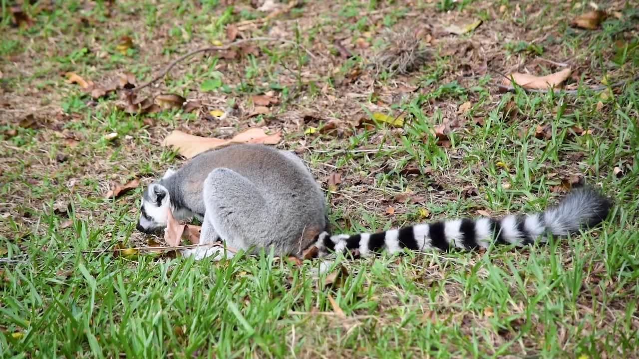 Lemur Eating Food Grass Fruits Animal Monkey