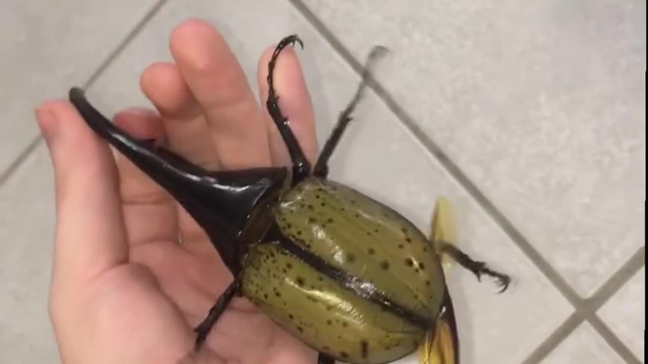 Fliegender Herkuleskäfer