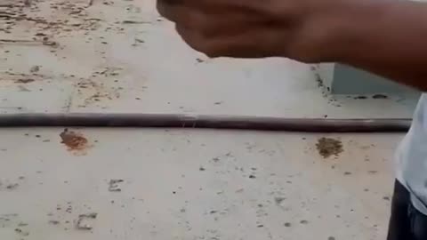 This is a beautiful and charming water-dwelling species