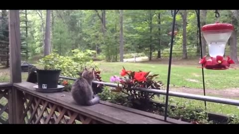 funny animals the funniest animal videos