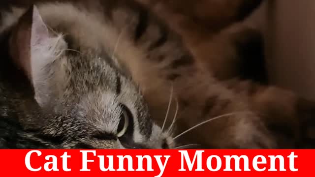 Cat Plays His Own Concept | Cat Funny Moment | Cat Funny Video