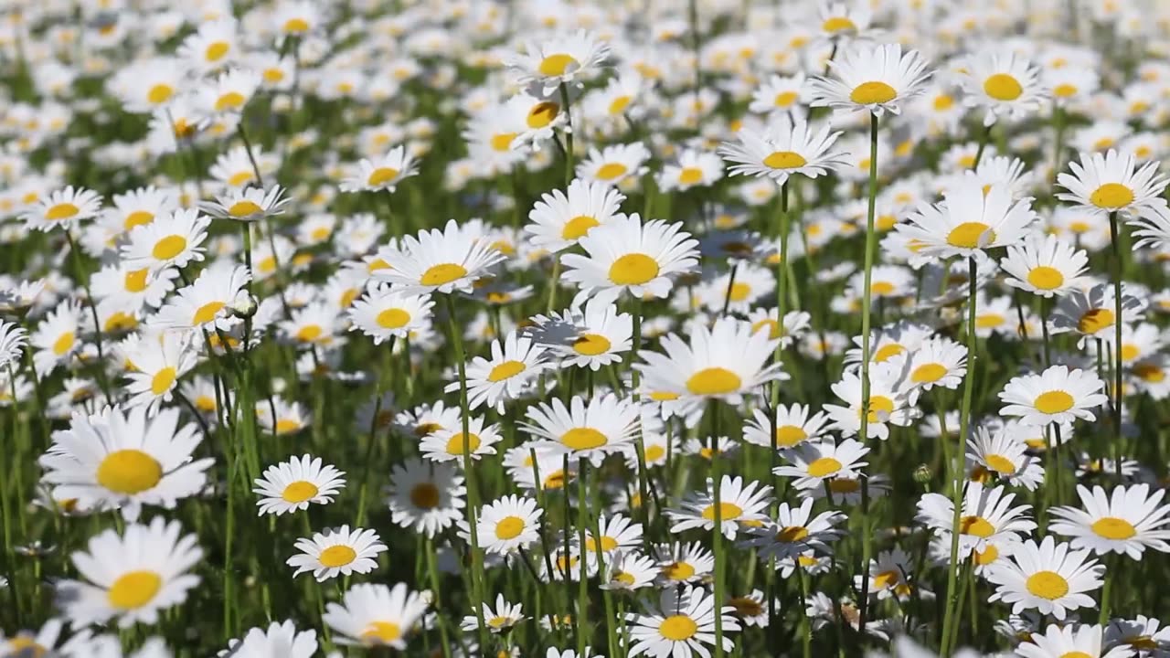 Field of beautiful daisies