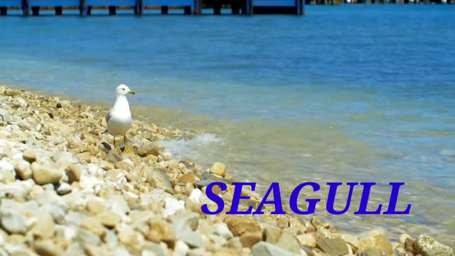 SEAGULL_BIRD