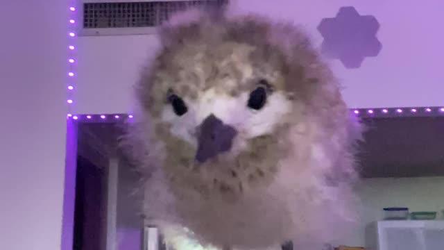 Adorable Baby Bird Defecates on Person's Head