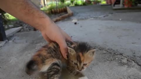 *FUNNY CAT VIDEO* How To Deactivate A Cat?!