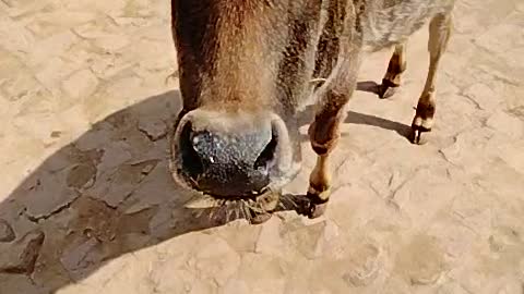 Cow baby
