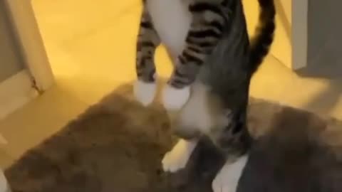 Kittens, animals, funny kittens