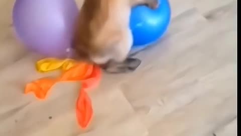 News Break: Rabbit and the balloon.